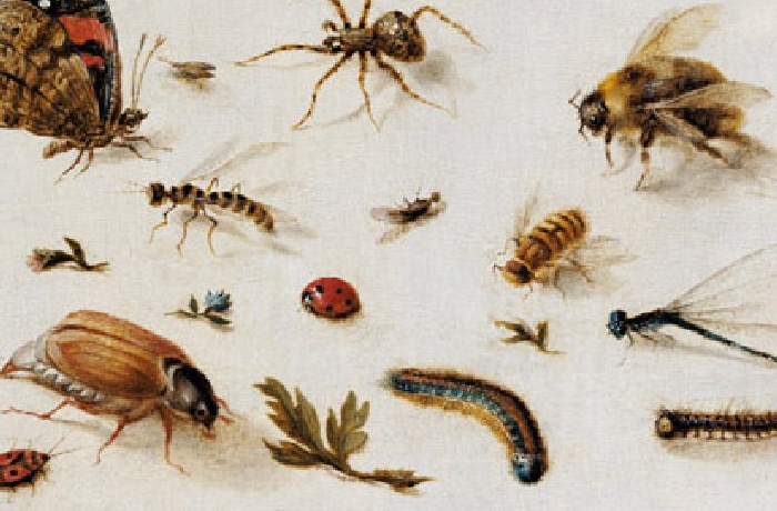 Collection of Insects canvas und stuides from famous artists. 
