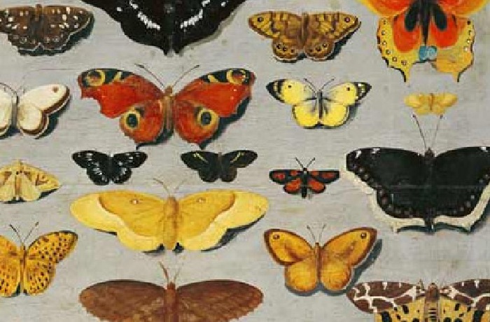 Collection of Butterflies' canvas and studies from famous artists.