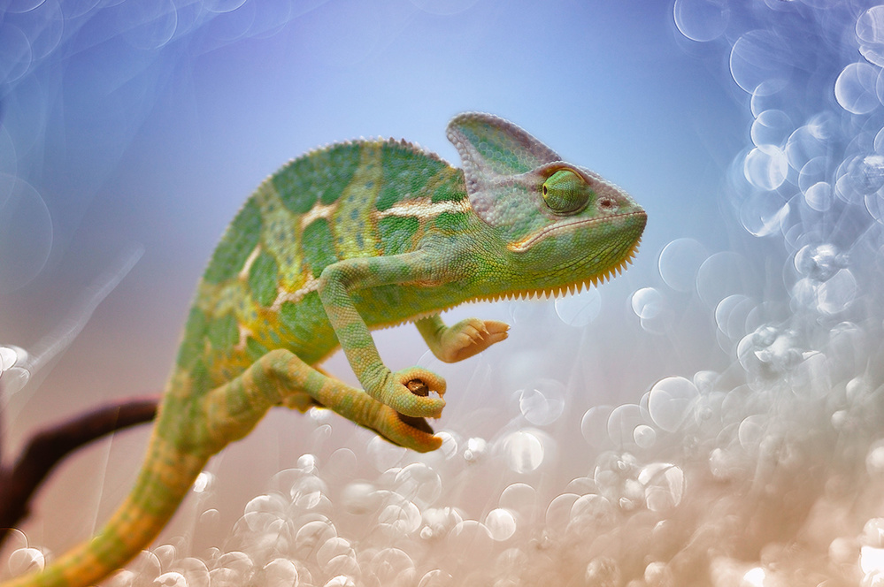 Chameleon from Agus Wahyudi