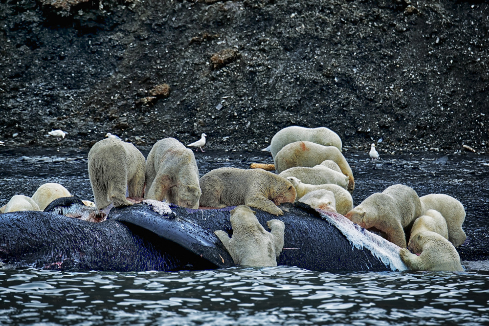 Great White Polar Bears feasting a whale carcass from Aharon Golani