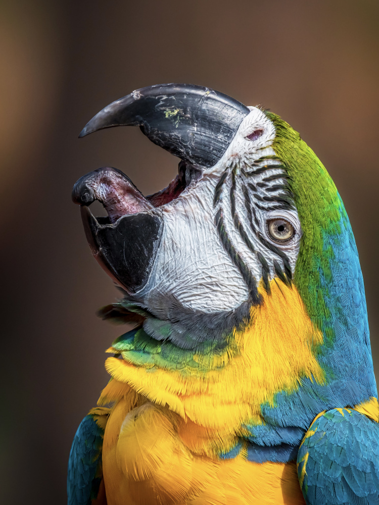 Macaw’s tongue from Ahmed Elkahlawi