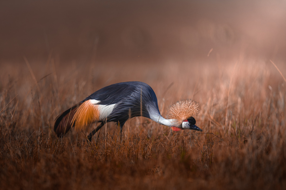 Black crowned crane from Ahmed Sobhi