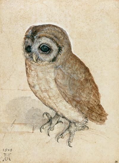 Owl - Albrecht Dürer