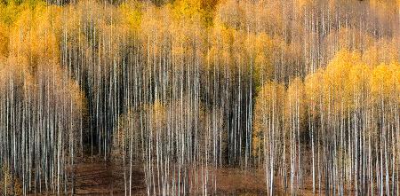 Aspen Impression