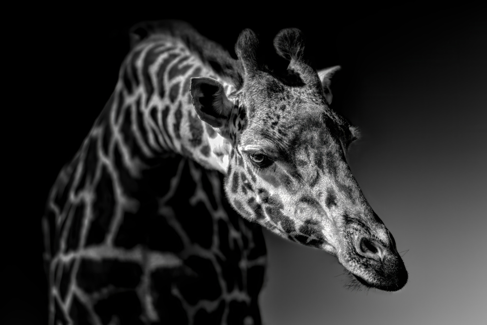 Giraffe from Alex Zhao