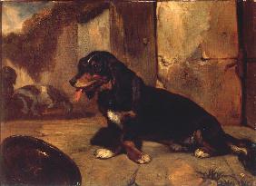 Chien basset