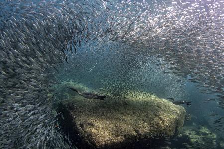 Cormorhunt