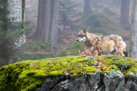 European wolf