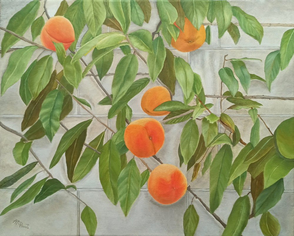 Peaches from Angeles M. Pomata