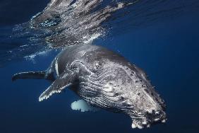 Humpback Whale