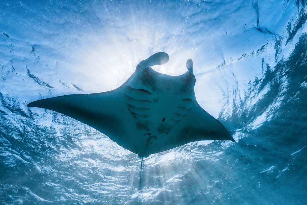 Manta ray from Barathieu Gabriel