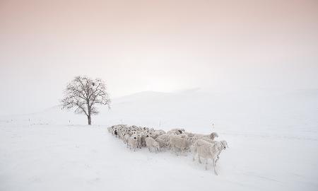 Flock looking for food