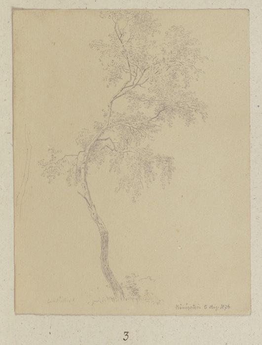 Junger Baum bei Königstein from Carl Theodor Reiffenstein