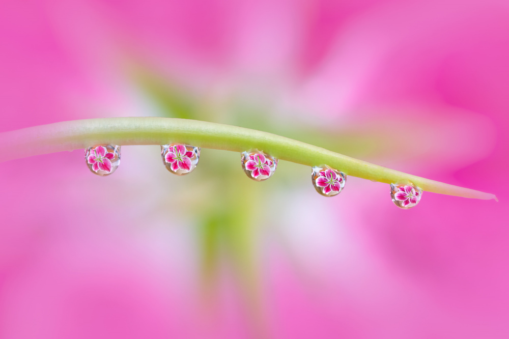Flowers in Water Drops from Catherine Lu