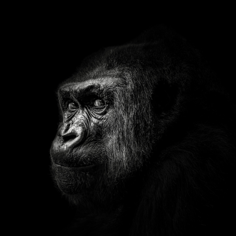 Gorilla from Christian Meermann