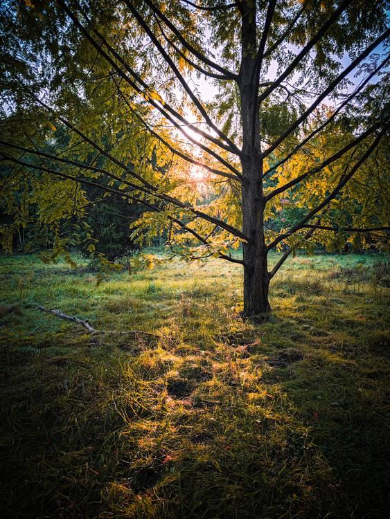 Herbstsonne im Wald bei Leipzig from Dennis Wetzel