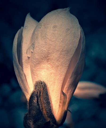 Magnolienblüte im Lichtschein mit Regentropfen