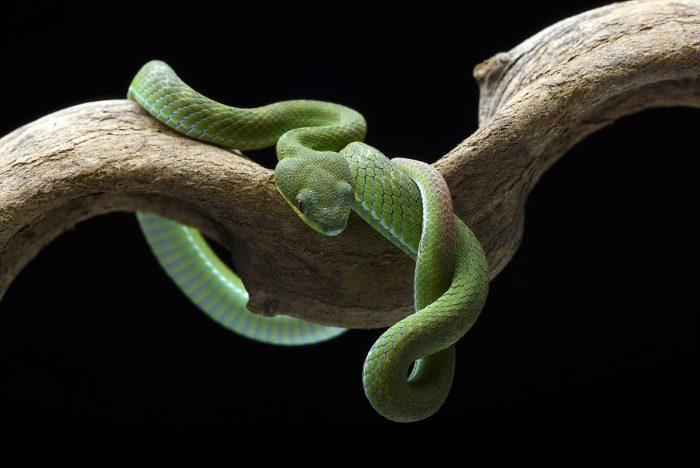 Green viper from Dikky Oesin