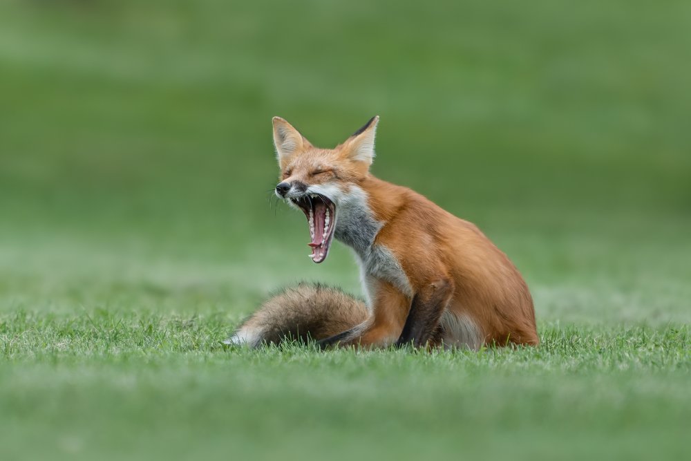 Red Fox Yawning from Donald Luo