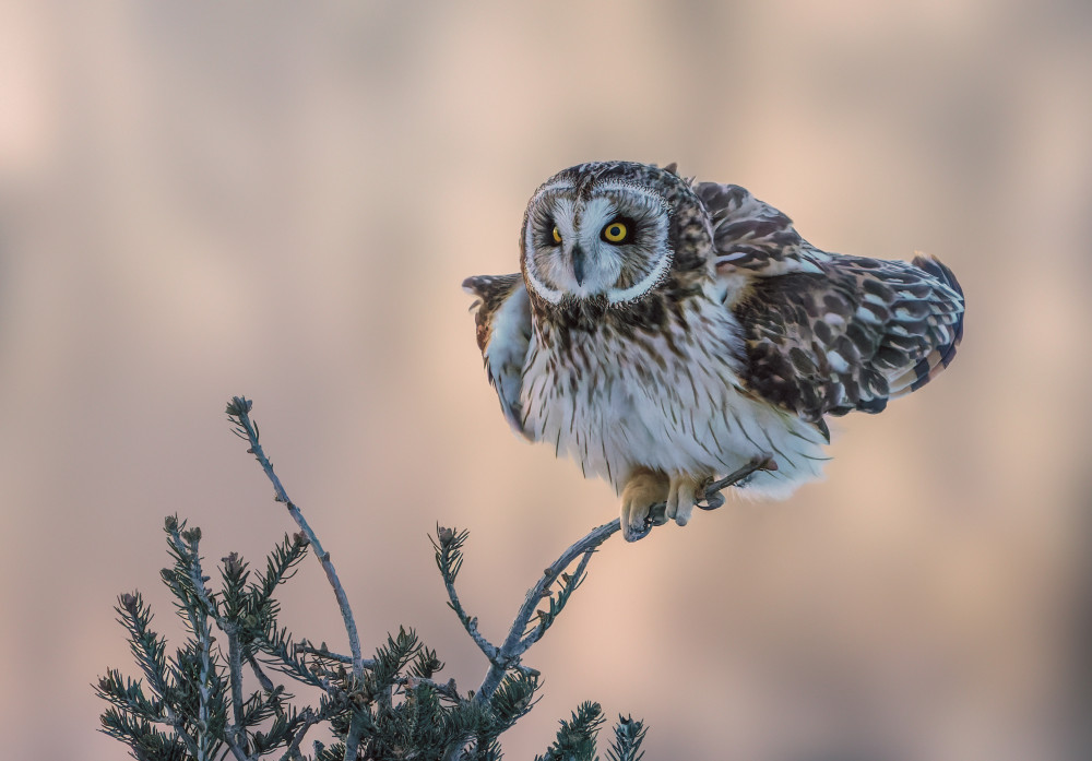 Short-eared Owl from Donald Luo