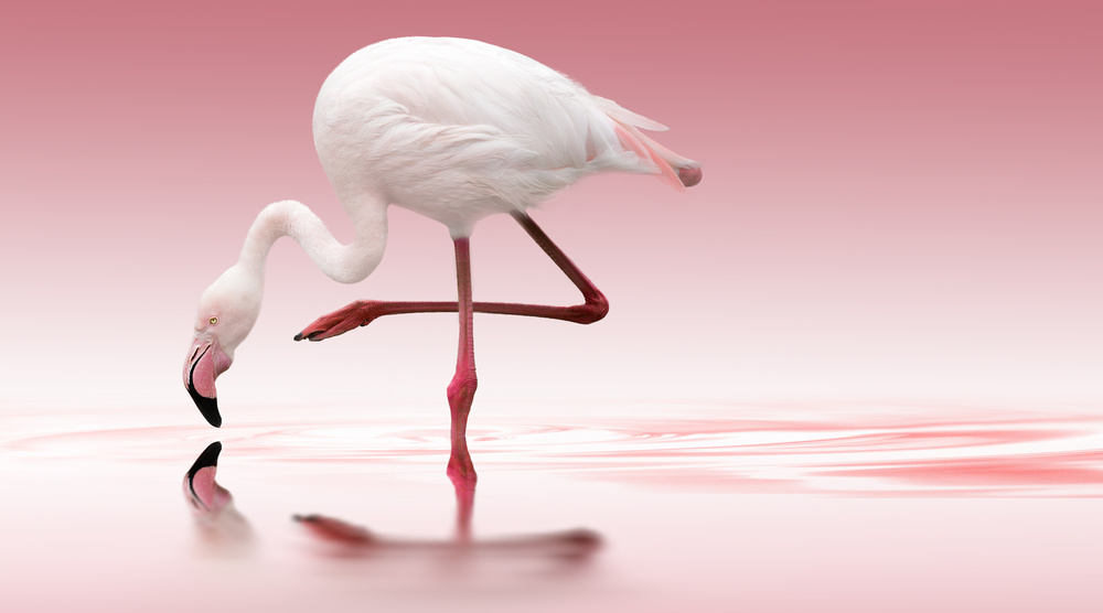 Flamingo from Doris Reindl