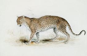 The Leopard