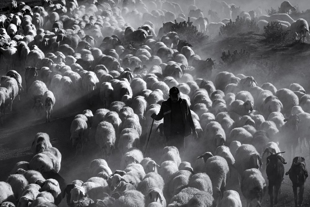 Shepherd from Emir Bagci