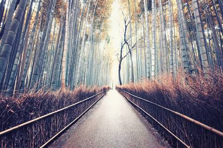 Bamboo Forest