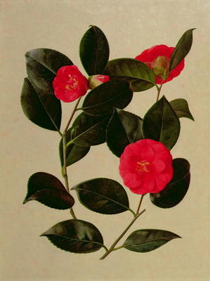 Camellia japonica (oil on paper) from English School, (20th century)