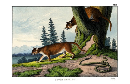 Puma - English School, (19th century) as art print or hand painted oil.