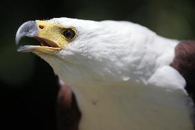 Schreiseeadler im Zoo in Neunkirchen