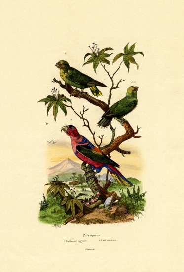 Pygmy Parrot from French School, (19th century)