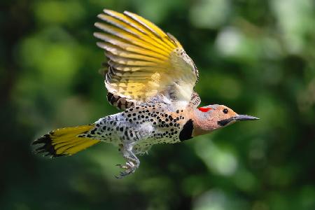 Northern Flicker