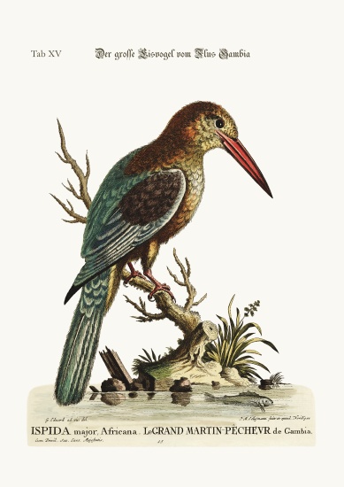 The great Kingfisher from the River Gambia from George Edwards