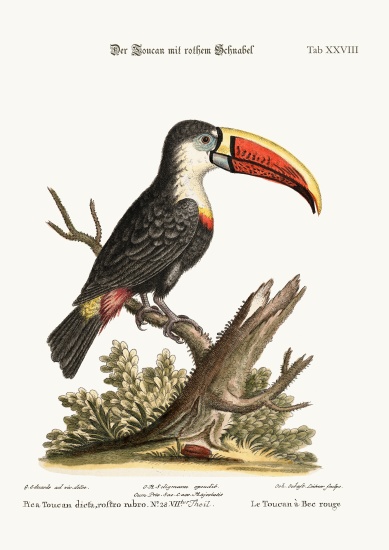 The Red-beaked Toucan from George Edwards