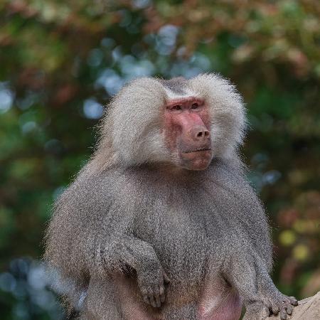 Baboon