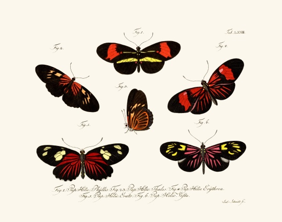 Butterflies from German School, (18th century)