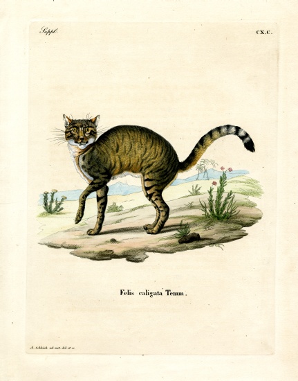 African Wildcat from German School, (19th century)