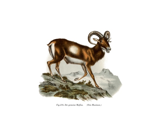 European Mouflon from German School, (19th century)