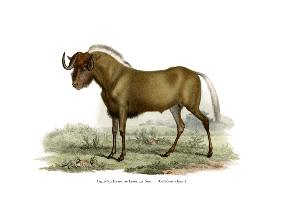 Gnu