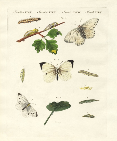 Harmful butterflies from German School, (19th century)