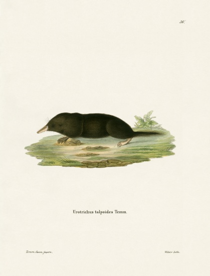 Japanese Shrew Mole from German School, (19th century)