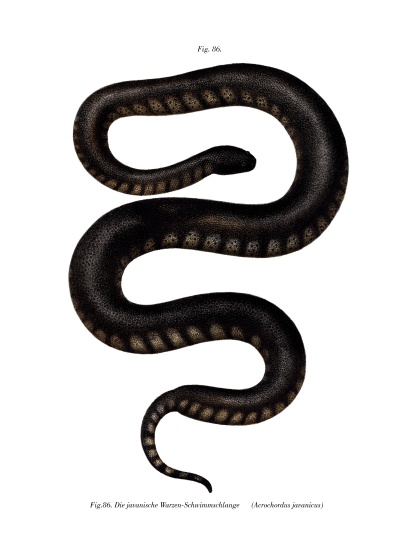 Javan File Snake from German School, (19th century)