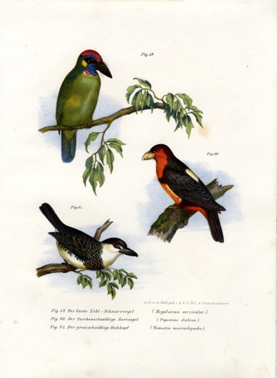 Large Green Barbet from German School, (19th century)