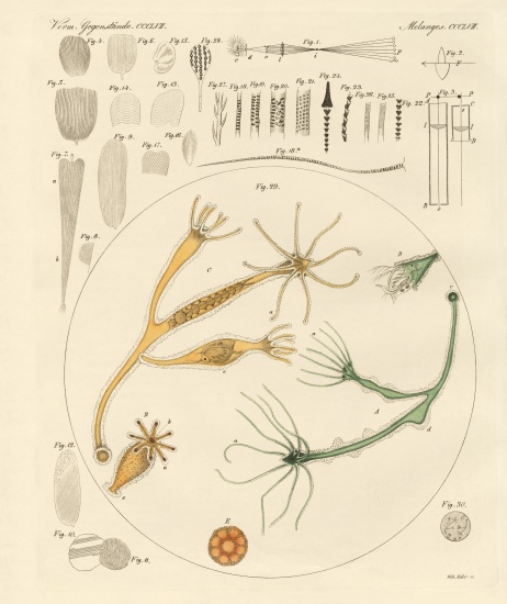 Magnifying glass and microscopical amusements from German School, (19th century)