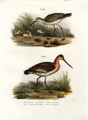 Marsh Sandpiper