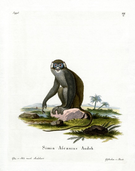 Red-tailed Monkey from German School, (19th century)