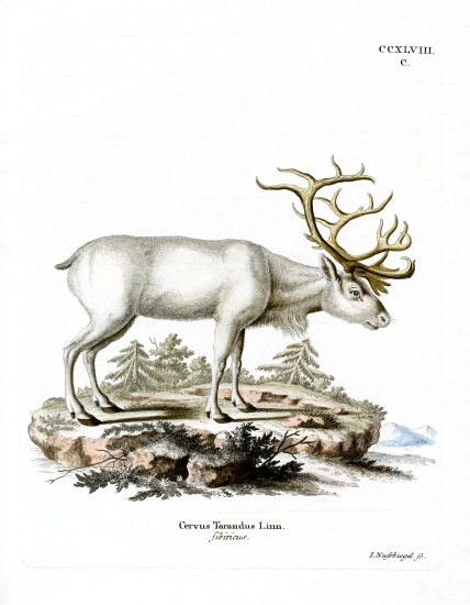 Siberian Reindeer from German School, (19th century)