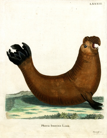 Southern Elephant Seal from German School, (19th century)