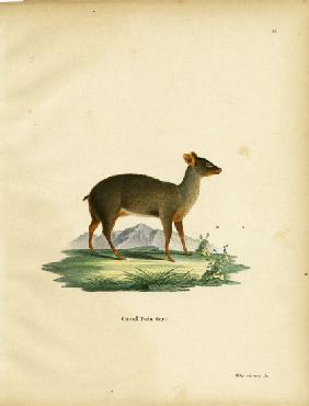 Southern Pudu